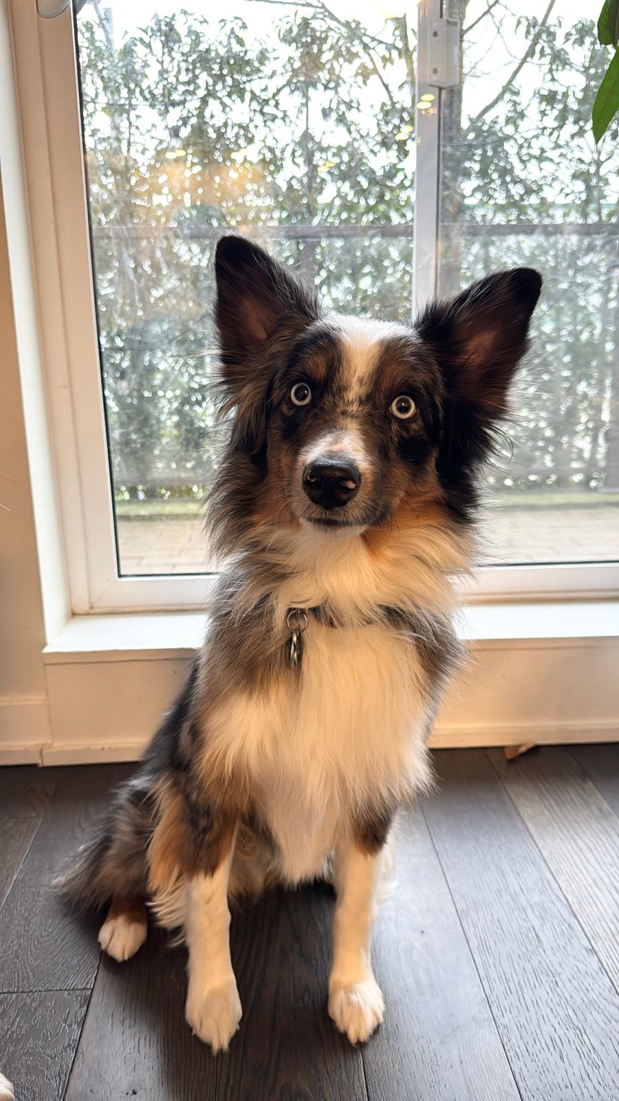 A dog eagerly anticipating a tippy-tappy treat